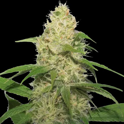 Embalaje de semillas de cannabis Bubbleberry — Royal King Seeds España