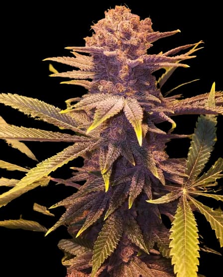 Embalaje de semillas de cannabis Buckeye Purple — Royal King Seeds España