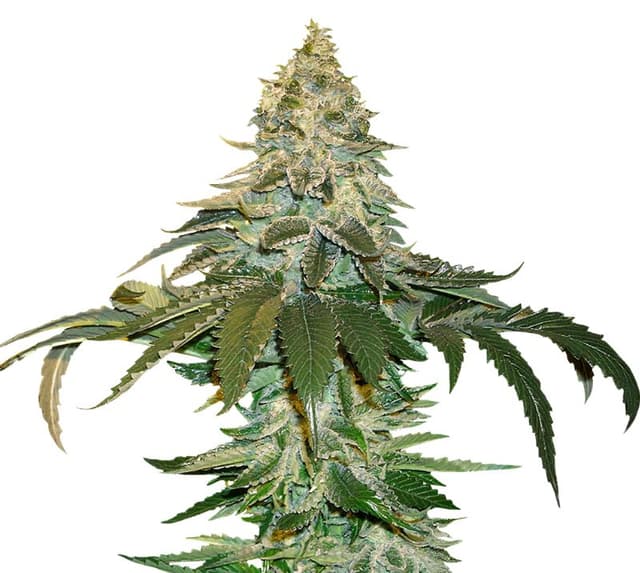Embalaje de semillas de cannabis Cataract Kush — Royal King Seeds España