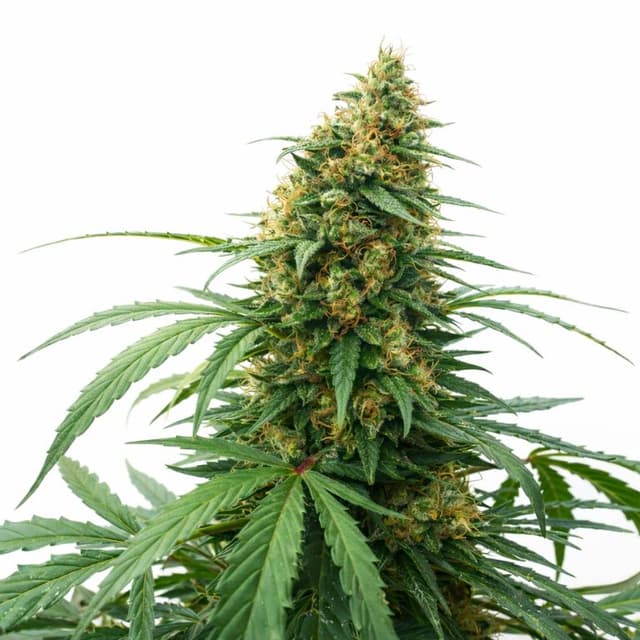 Embalaje de semillas de cannabis CBD Solomatic — Royal King Seeds España