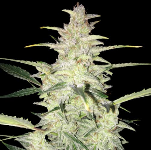 Embalaje de semillas de cannabis CBD Sour Lemon — Royal King Seeds España