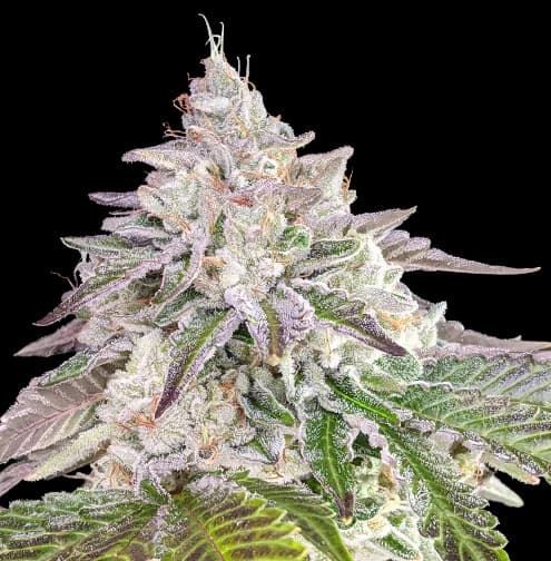 Embalaje de semillas de cannabis Chem Crush — Royal King Seeds España