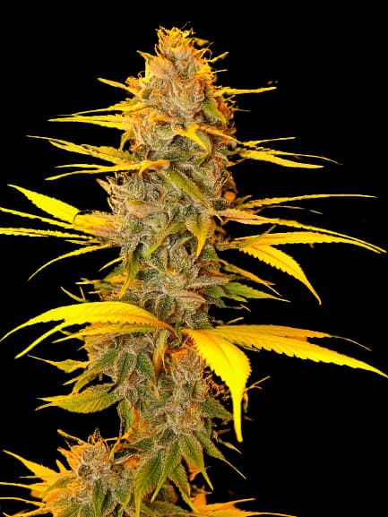 Embalaje de semillas de cannabis Cherry OG — Royal King Seeds España