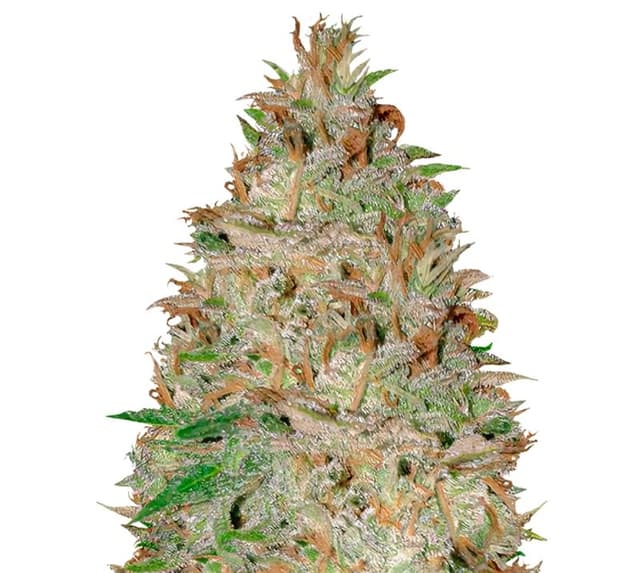 Embalaje de semillas de cannabis Chocolate Orange — Royal King Seeds España