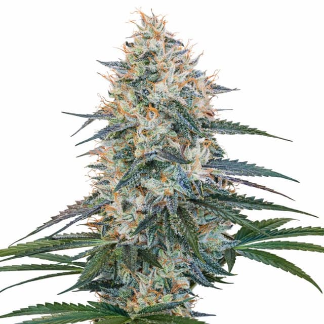 Embalaje de semillas de cannabis Chocolope Kush — Royal King Seeds España
