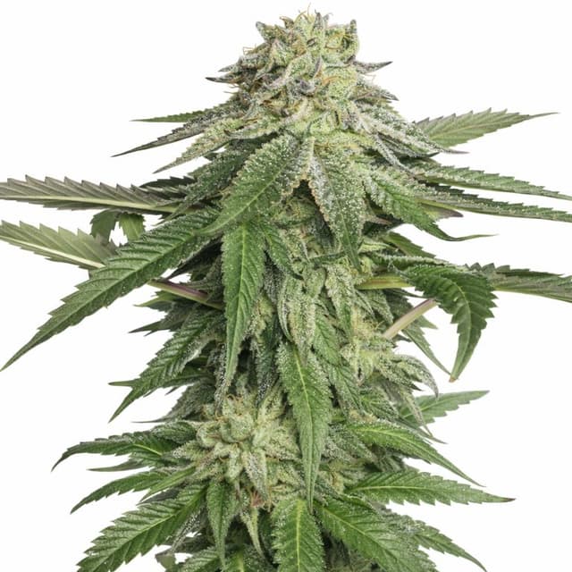 Embalaje de semillas de cannabis Corleone Kush — Royal King Seeds España