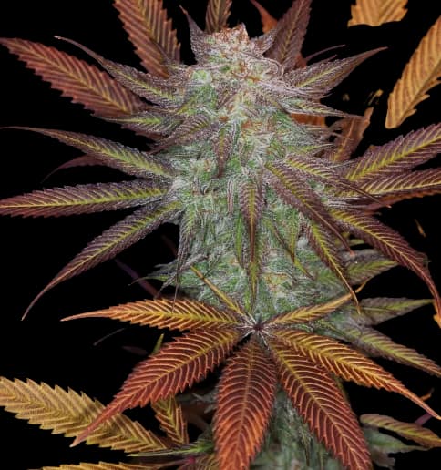 Embalaje de semillas de cannabis Cuvee — Royal King Seeds España