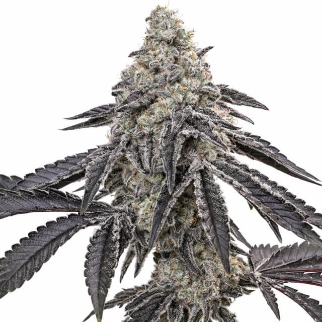 Embalaje de semillas de cannabis Death Star — Royal King Seeds España