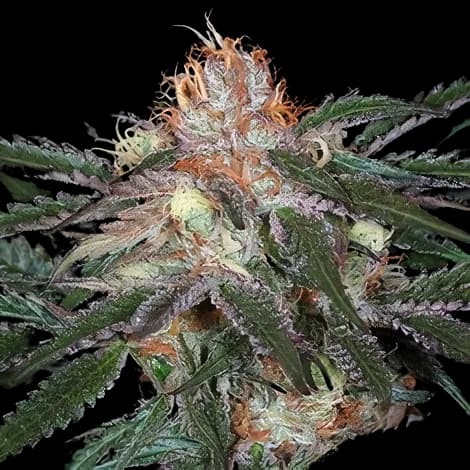 Embalaje de semillas de cannabis Diesel Duff — Royal King Seeds España