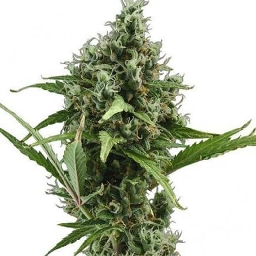 Embalaje de semillas de cannabis Dizzy OG — Royal King Seeds España