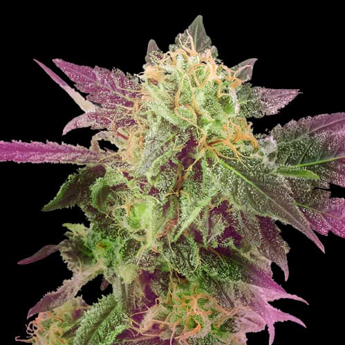 Embalaje de semillas de cannabis Double Purple Doja — Royal King Seeds España