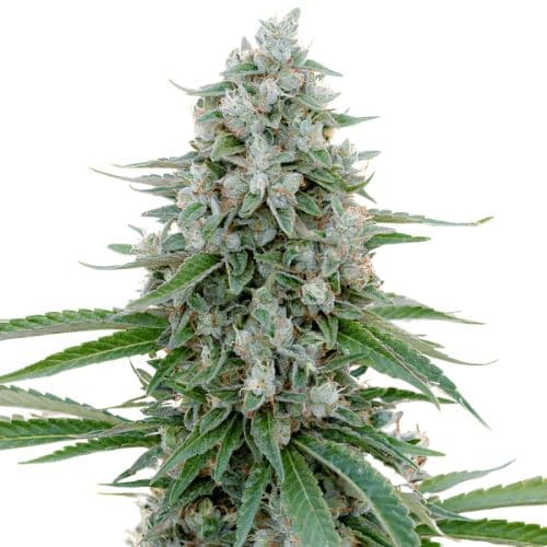 Embalaje de semillas de cannabis Dr. Who — Royal King Seeds España