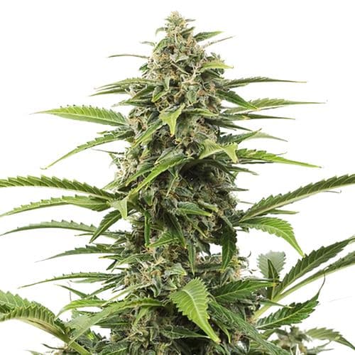 Embalaje de semillas de cannabis Dutchberry — Royal King Seeds España