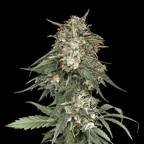 Embalaje de semillas de cannabis Enemy of the State — Royal King Seeds España