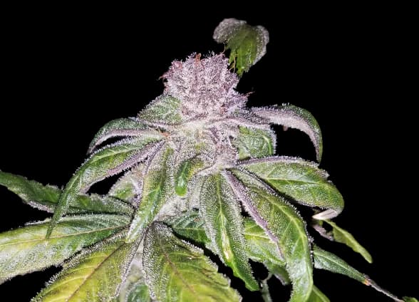 Embalaje de semillas de cannabis Flo — Royal King Seeds España