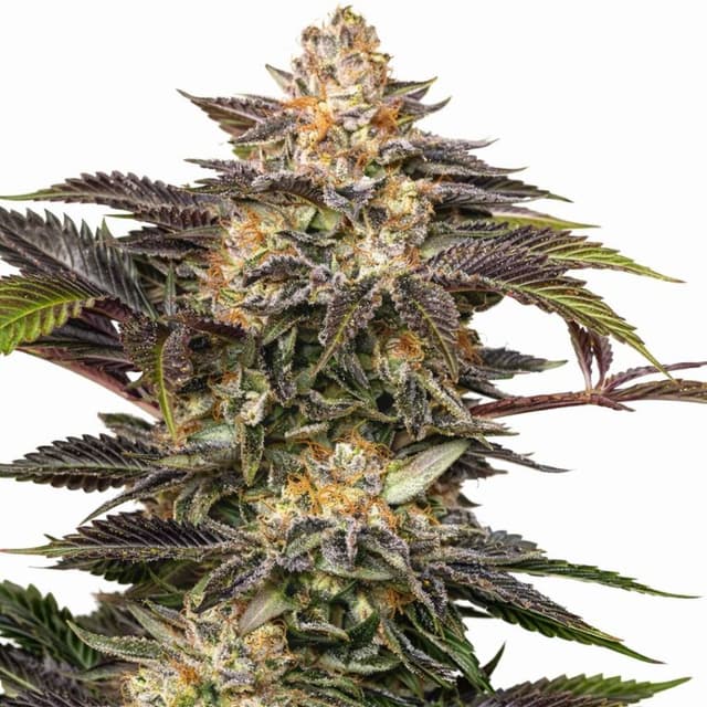 Embalaje de semillas de cannabis Fucking Incredible — Royal King Seeds España