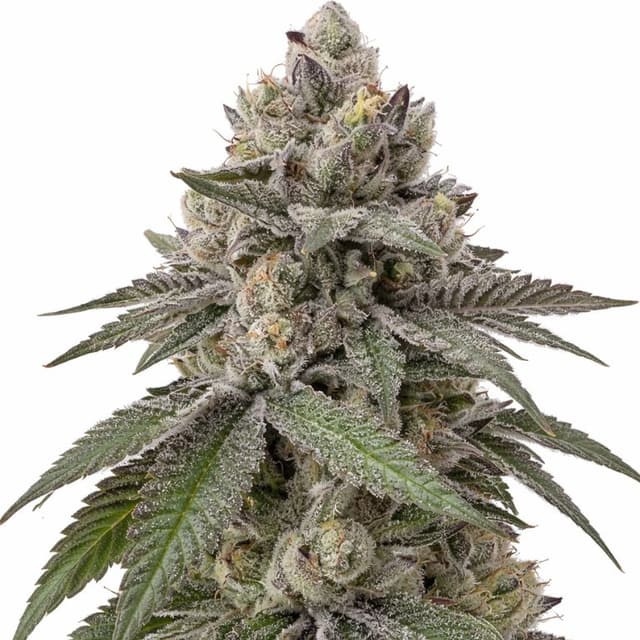 Embalaje de semillas de cannabis Goon Berries — Royal King Seeds España
