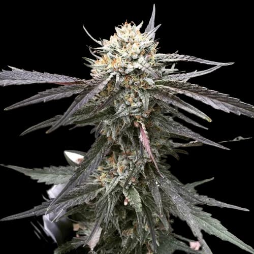 Embalaje de semillas de cannabis Grandpa Larry OG — Royal King Seeds España