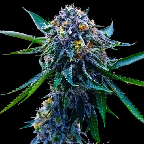 Embalaje de semillas de cannabis Grape Skunk — Royal King Seeds España