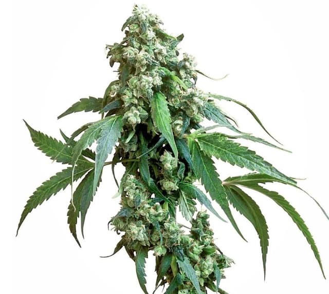 Embalaje de semillas de cannabis Jack Flash — Royal King Seeds España