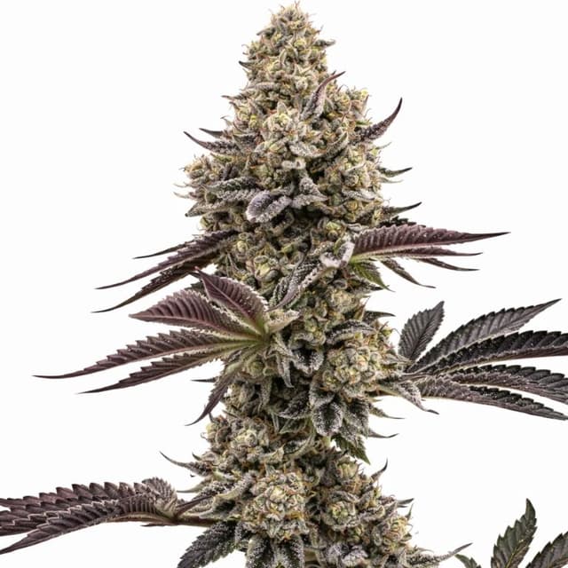 Embalaje de semillas de cannabis Nutter — Royal King Seeds España