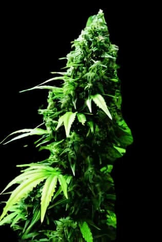 Embalaje de semillas de cannabis Ogre — Royal King Seeds España