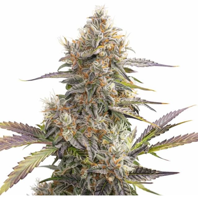 Embalaje de semillas de cannabis Pennywise — Royal King Seeds España