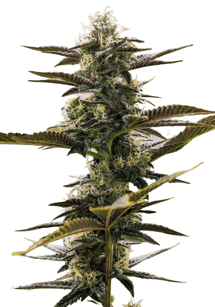 Embalaje de semillas de cannabis Pink Champagne — Royal King Seeds España