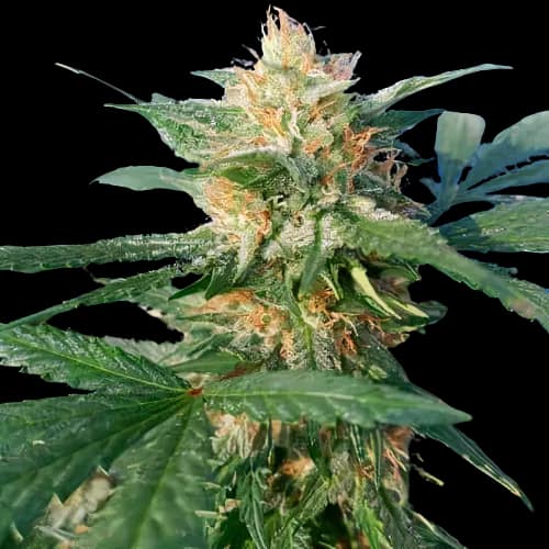 Embalaje de semillas de cannabis Pluto Kush — Royal King Seeds España