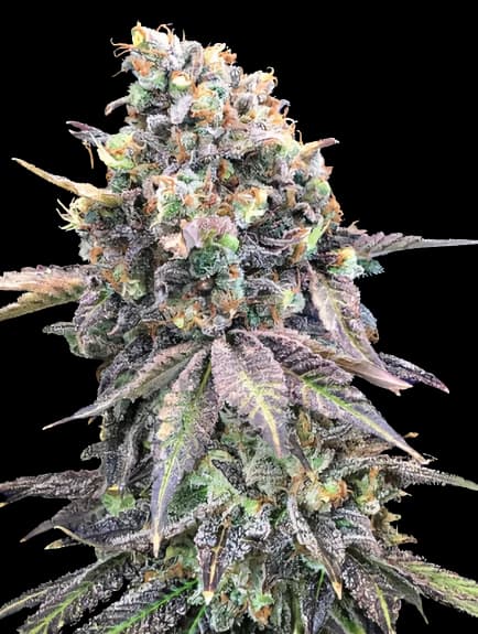 Embalaje de semillas de cannabis Purple Candy — Royal King Seeds España