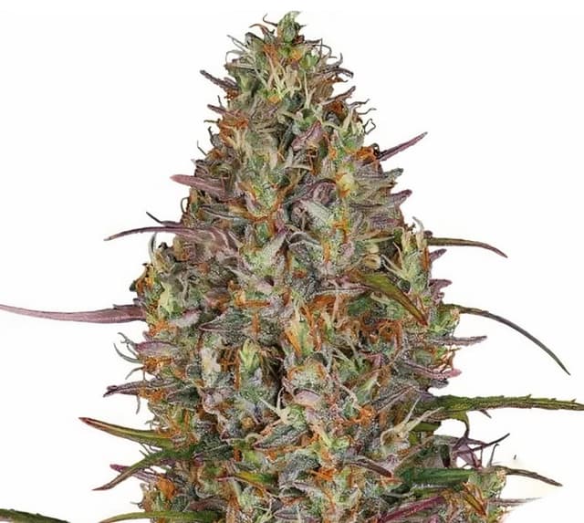 Embalaje de semillas de cannabis Purple Elephant — Royal King Seeds España