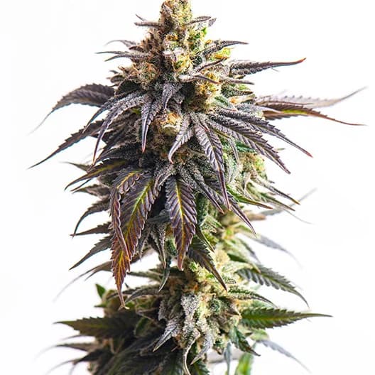 Embalaje de semillas de cannabis Purple Pantera — Royal King Seeds España