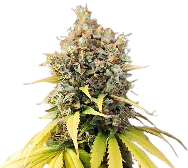 Embalaje de semillas de cannabis Quin-N-Tonic — Royal King Seeds España