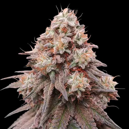 Embalaje de semillas de cannabis Rainbow Glue — Royal King Seeds España