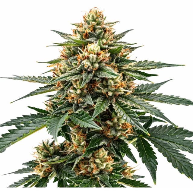 Embalaje de semillas de cannabis Raskal OG — Royal King Seeds España