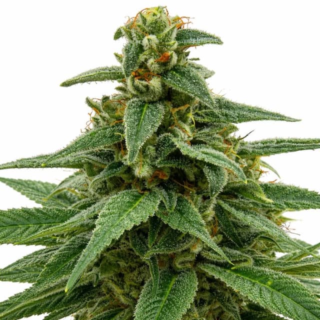 Embalaje de semillas de cannabis Red Headed Stranger — Royal King Seeds España