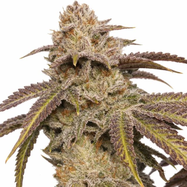 Embalaje de semillas de cannabis SFV OG — Royal King Seeds España
