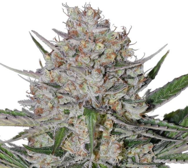 Embalaje de semillas de cannabis Silverback Gorilla — Royal King Seeds España