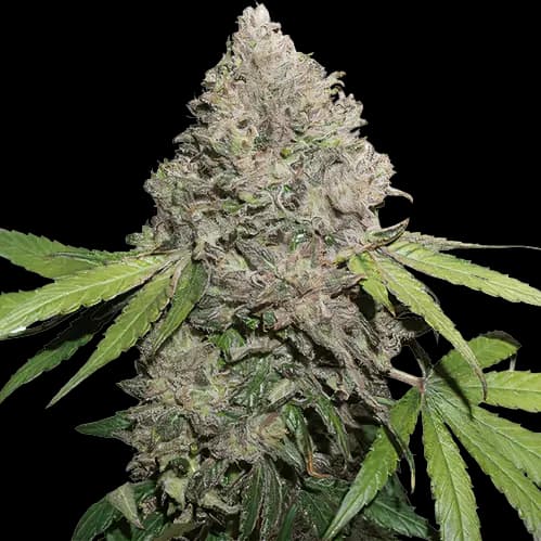 Embalaje de semillas de cannabis Sin City Kush — Royal King Seeds España