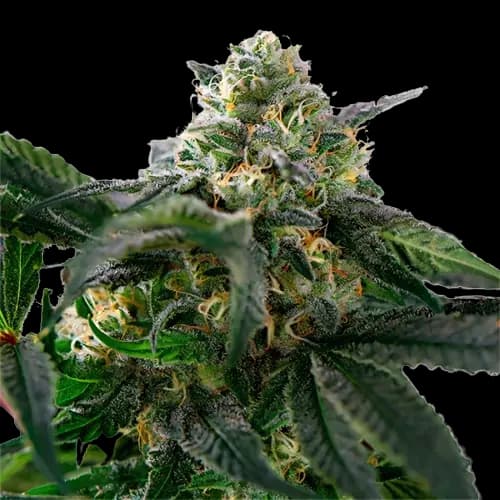 Embalaje de semillas de cannabis Sour Alien — Royal King Seeds España