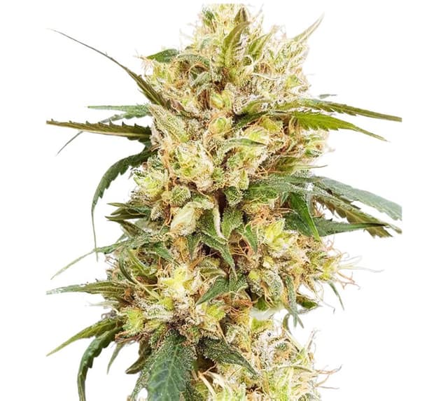 Embalaje de semillas de cannabis Sour Tangie — Royal King Seeds España