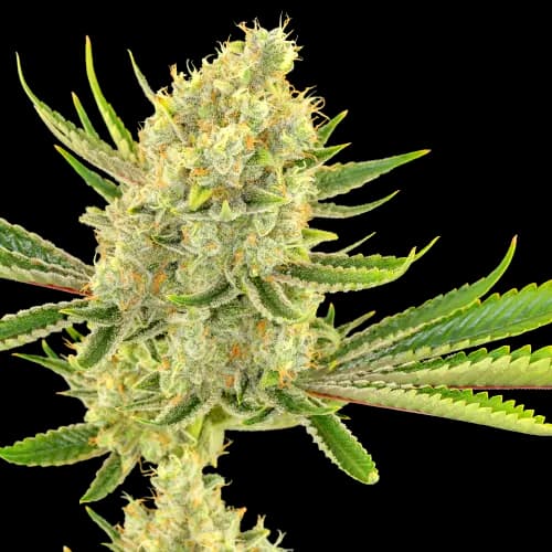 Embalaje de semillas de cannabis Special Reserve Black Lime — Royal King Seeds España