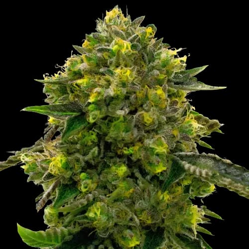 Embalaje de semillas de cannabis The Big Stink — Royal King Seeds España
