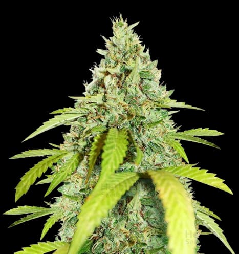 Embalaje de semillas de cannabis Thin Mint GSC — Royal King Seeds España