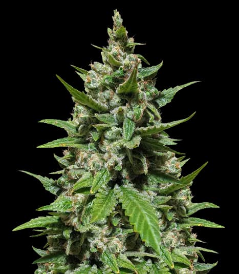 Embalaje de semillas de cannabis Trash — Royal King Seeds España