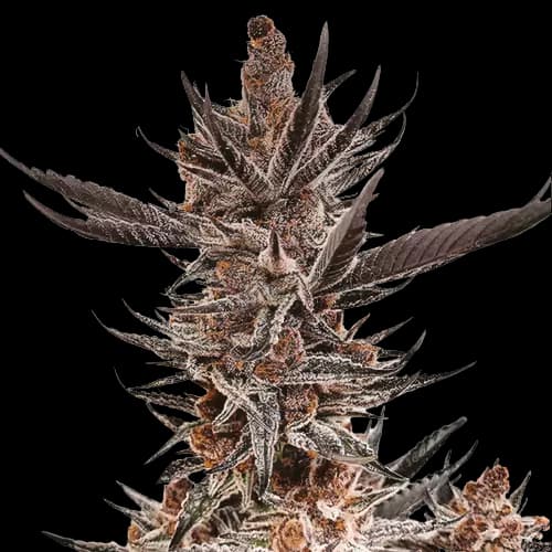 Embalaje de semillas de cannabis Tropicana Cookies Purple — Royal King Seeds España