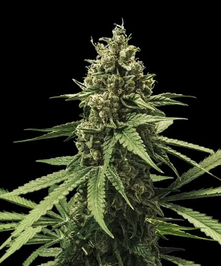Embalaje de semillas de cannabis White Rhino — Royal King Seeds España