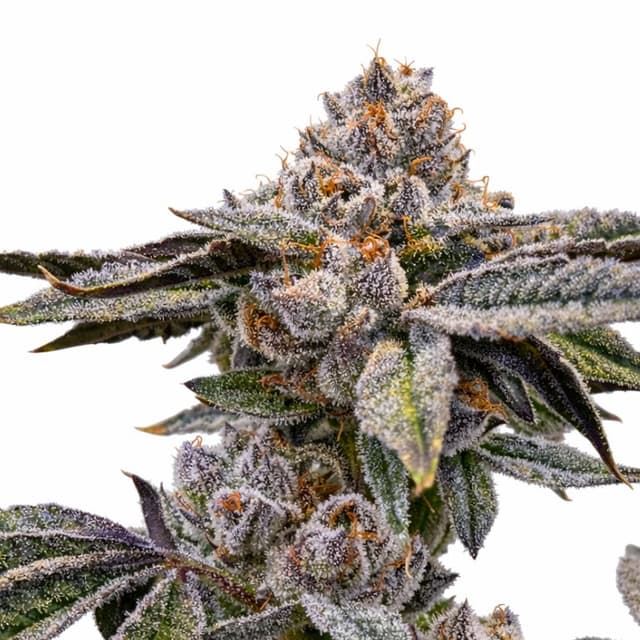 Embalaje de semillas de cannabis Zashimi — Royal King Seeds España