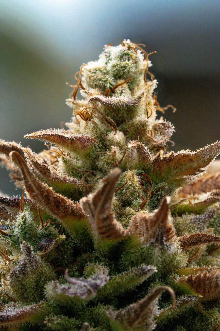 Primer plano de un cogollo de cannabis escarchado que muestra tricomas detallados y colores vibrantes.