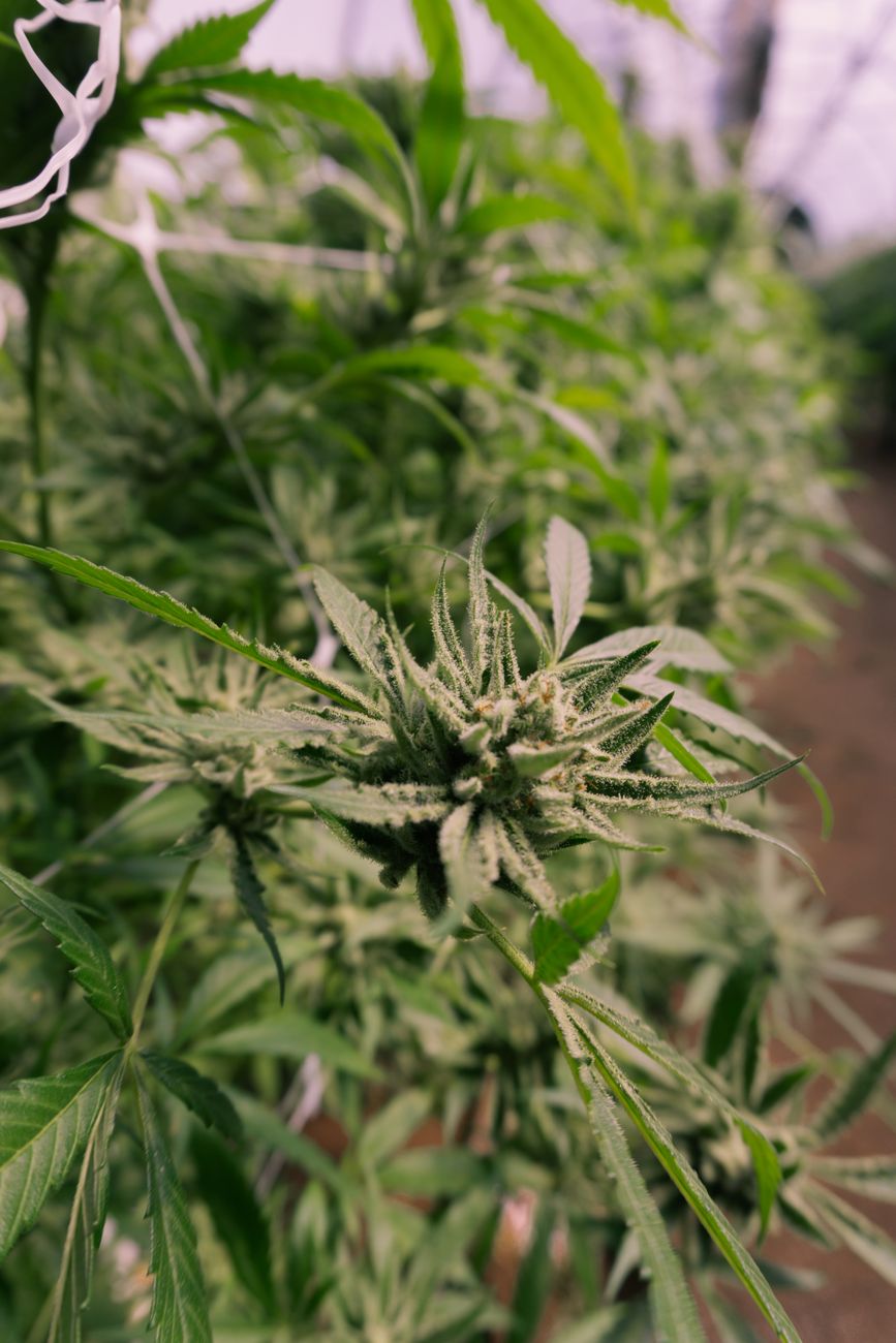 Vista detallada de una planta de cannabis en floración dentro de un invernadero.